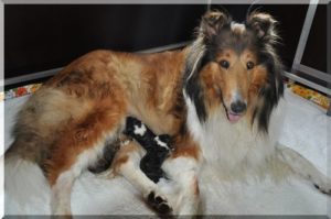 collie welpen woche 1 2